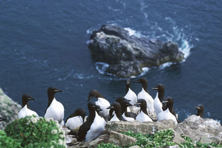 [ guillemots (birds) ]