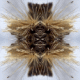 cover: Sutra